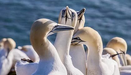 世界杯有戏！内马尔梅开二度，复出后3场已贡献2球1助