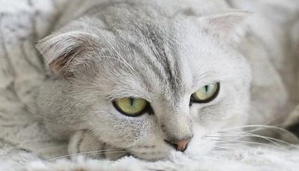 星空体育app下载-澳网：中国组合张之臻/商竣程止步男双首轮